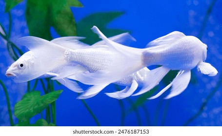 301直播:一场跨越时空的互动盛宴 301直播:一场跨越时空的互动盛宴