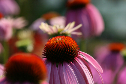 118期开奖号码揭晓:幸运数字花落谁家? 118期开奖号码揭晓:幸运数字花落谁家?