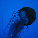 118挂牌神马开奖最新结果查询与走势分析 b61j2tpi1a