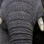 118期历史开奖号码完整回顾与数据分析 lp2bacb