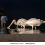 118直播即时开奖全程同步,精彩开奖不容错过 vef0u465u