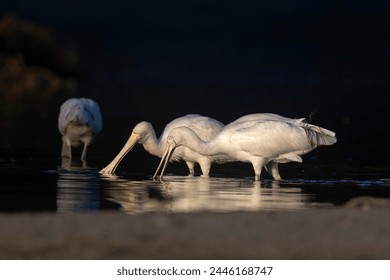 118直播即时开奖全程同步,精彩开奖不容错过 118直播即时开奖全程同步,精彩开奖不容错过